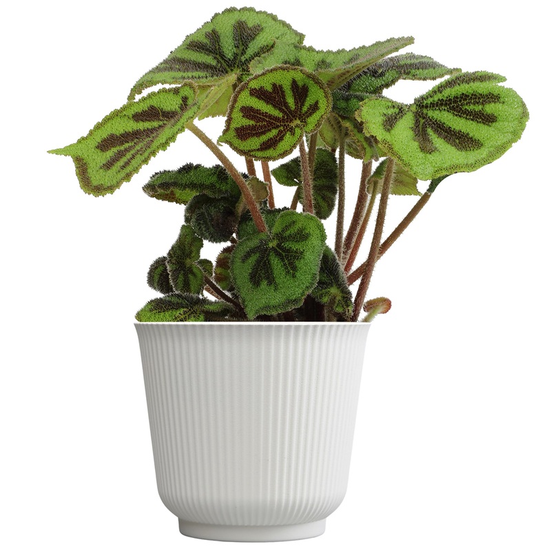 Begonia Masoniana Rock, Live Houseplant Decor In 6'' White Pot, Textured Leaves, Easy Botanical Gift, Iron Cross Houseplants, De