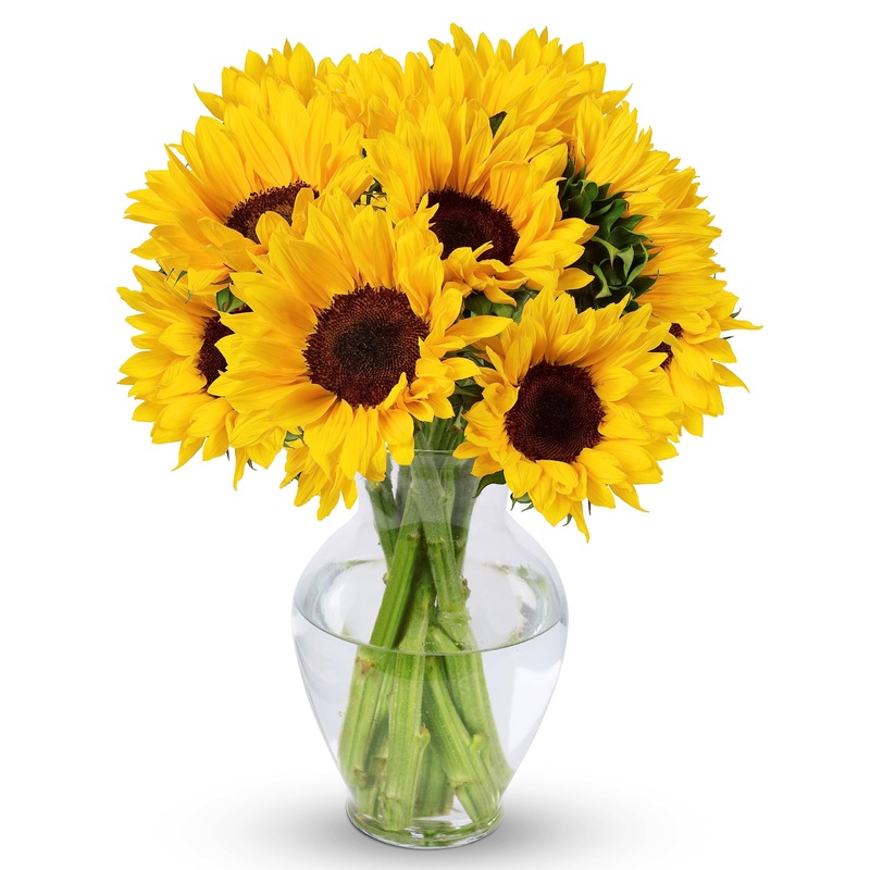 Benchmark Bouquets - 10 Stem Sunflowers (Glass Vase Included) - Fresh Flowers For Delivery - Gift For Graduation, Birthday, Anni
