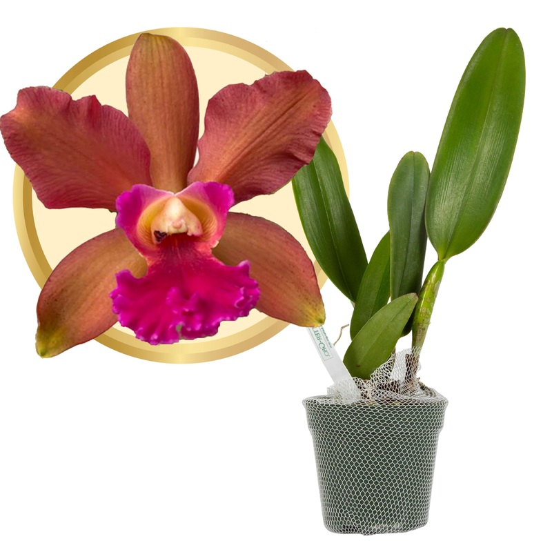 Better-Gro Cattleya Hybrid Rlc. Akiko Sato 'Volcano Queen', 4'' Live Plant, Blooms In 6-12 Months With Care, Cinnamon Colored Bl