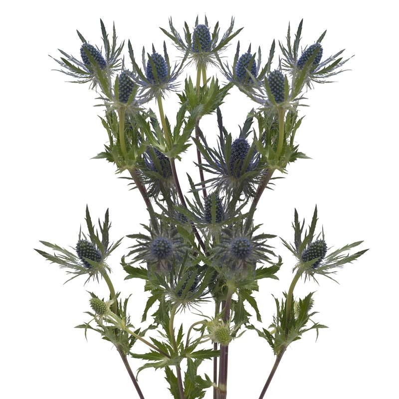 Bloomingmore | Fresh Cut Flowers | Blue Lagoon Eryngium | 50 Stems - 20 In | Home, Office, Wedding Decor, Diy, Party Event, Hous