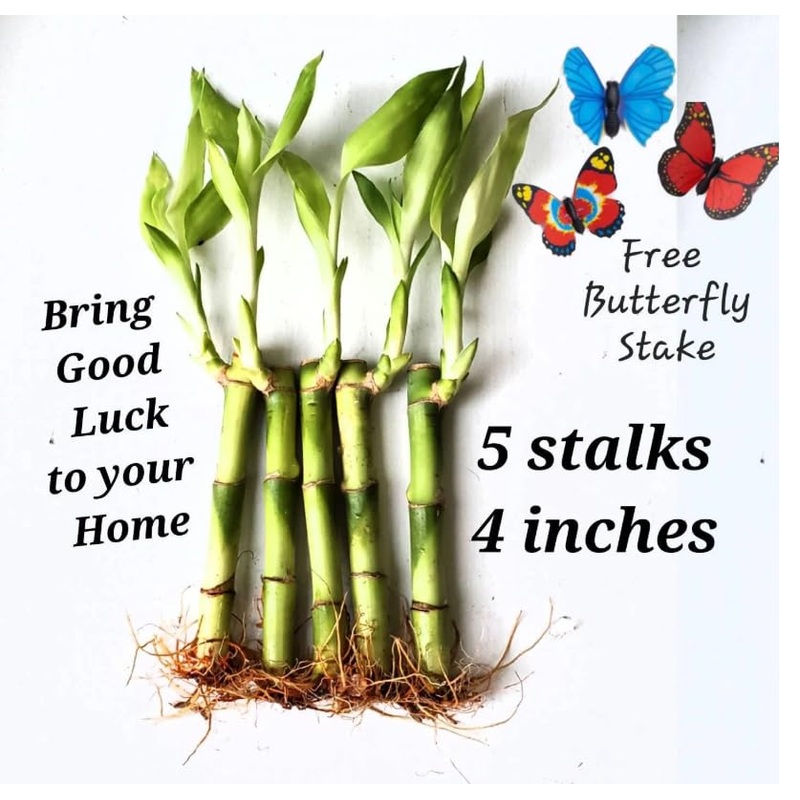 5 Lucky Bamboo Plants 4 Inches With Butterfly Stake, Gift, Perennial Indoor, Bring Positive Energy To Your Home