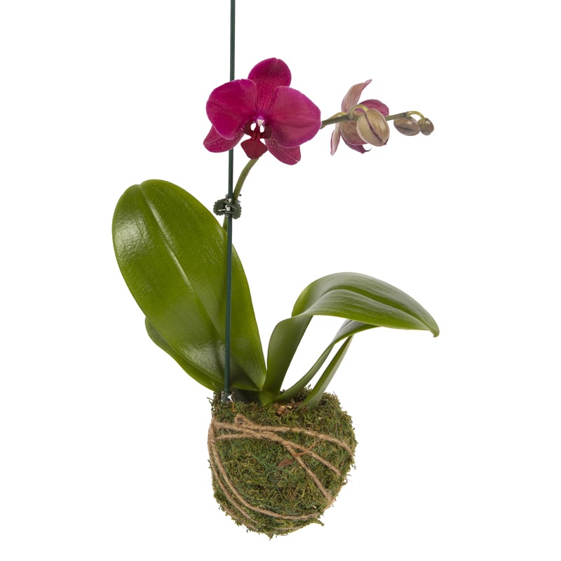 Better-Gro 19    Hanging Kokedama With Phalaenopsis Orchid - Indoor/Outdoor Planter- Pink