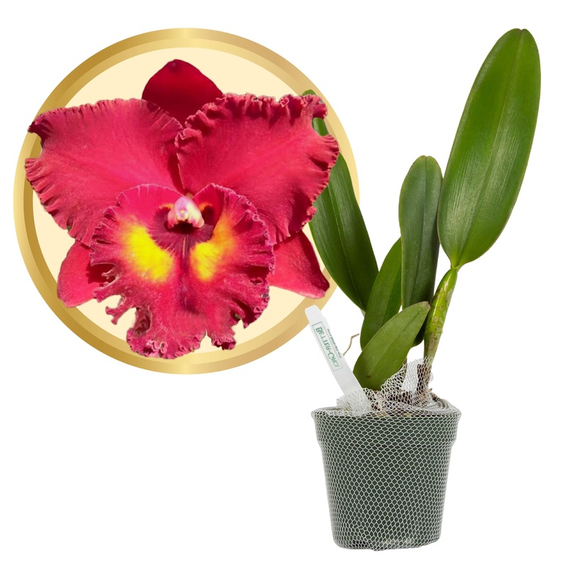 Better-Gro Cattleya Hybrid Rlc. Shinfong Unique Tian Mu, 4'' Live Plant, Blooms In 6-12 Months With Proper Care, Deep Red Blooms
