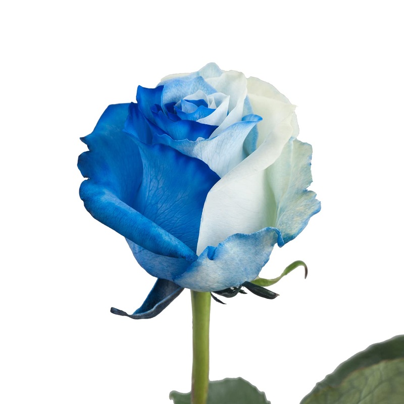 Bloomingmore | Floral Arrangements | Blue And White Roses | 75 Stems - 20 In | Home, Office, Wedding Decor, Diy, Party Event, Ho