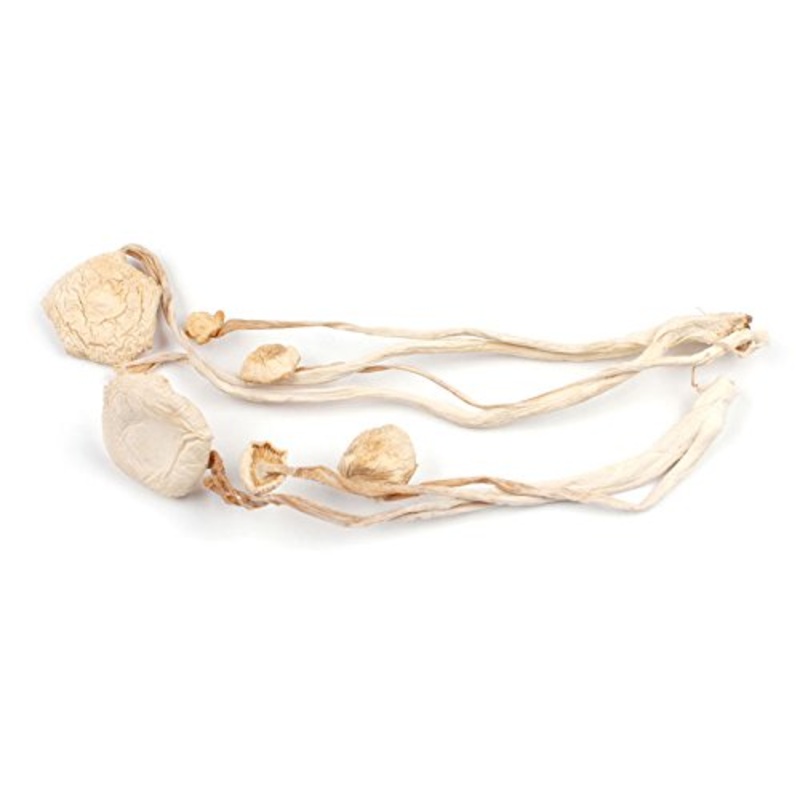 Enoki Mushrooms, 1 Lb Bag